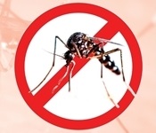 Nova campanya de prevenció de la propagació del mosquit tigre